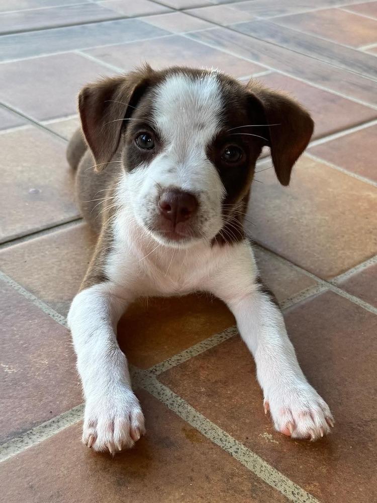 Enlarge Jeni, a Adoptable mixed breed in Orlando, FL image 2/2