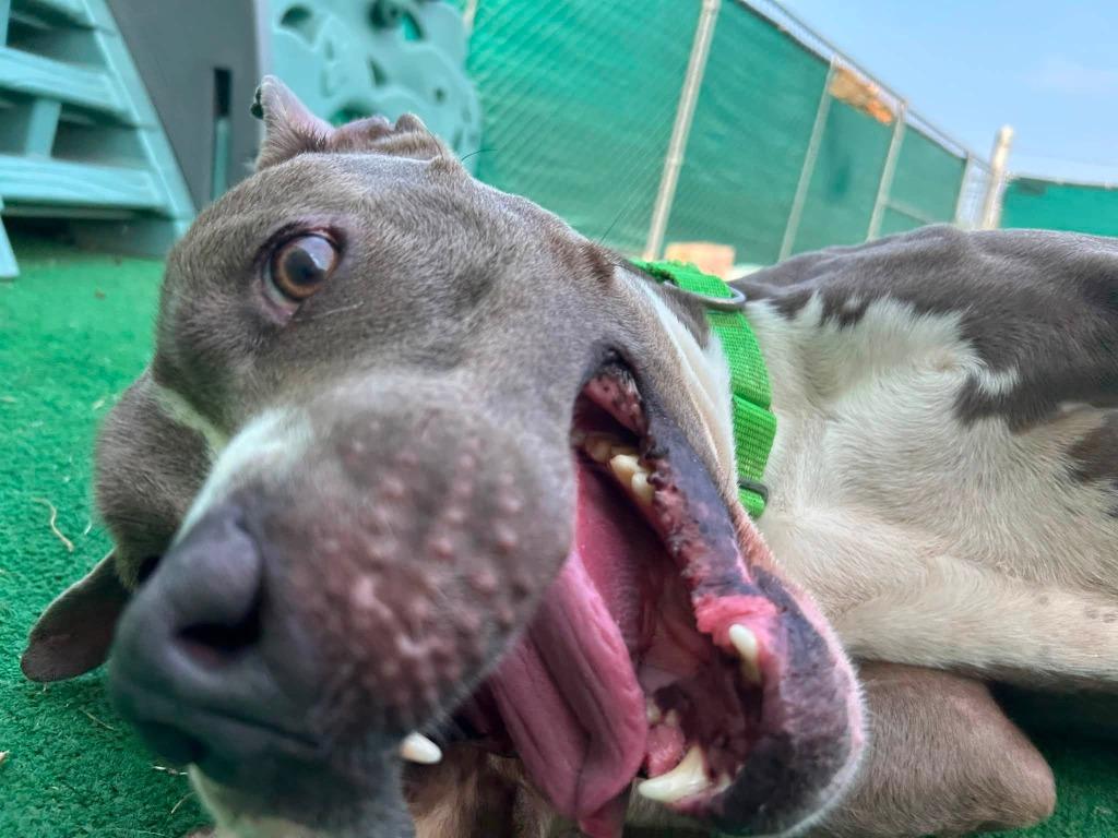 Enlarge Leon, a Adoptable mixed breed in Warren, MI image 2/6