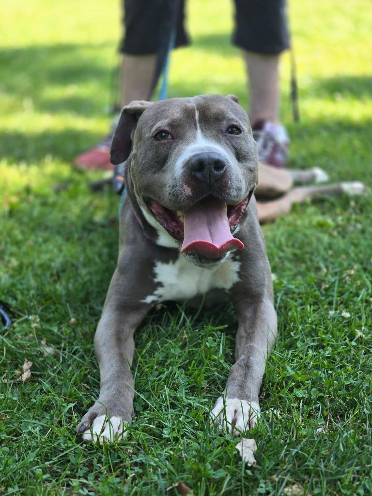 Enlarge Leon, a Adoptable mixed breed in Warren, MI image 3/6