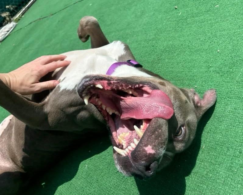 Enlarge Leon, a Adoptable mixed breed in Warren, MI image 4/6