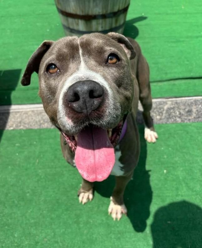 Enlarge Leon, a Adoptable mixed breed in Warren, MI image 5/6