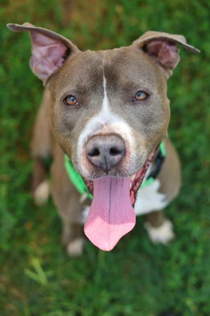 Leon, Adoptable, Young Male Mixed Breed.