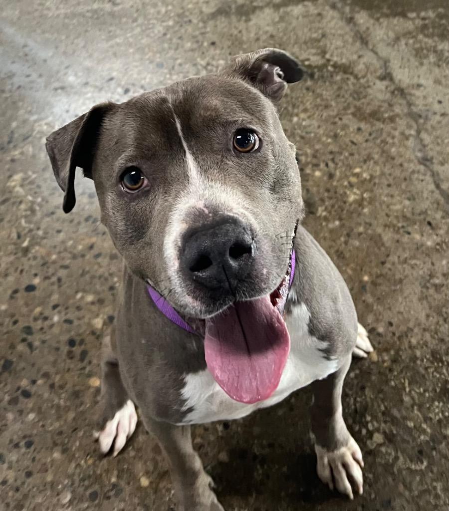 Enlarge Leon, a Adoptable mixed breed in Warren, MI image 6/6