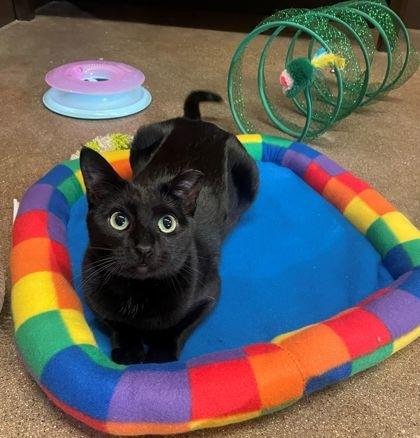 Enlarge Pippi, an adoptable Domestic Short Hair in Rochester, MN image 1/3