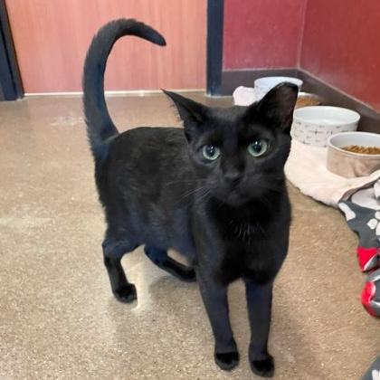 Enlarge Pippi, an adoptable Domestic Short Hair in Rochester, MN image 2/3