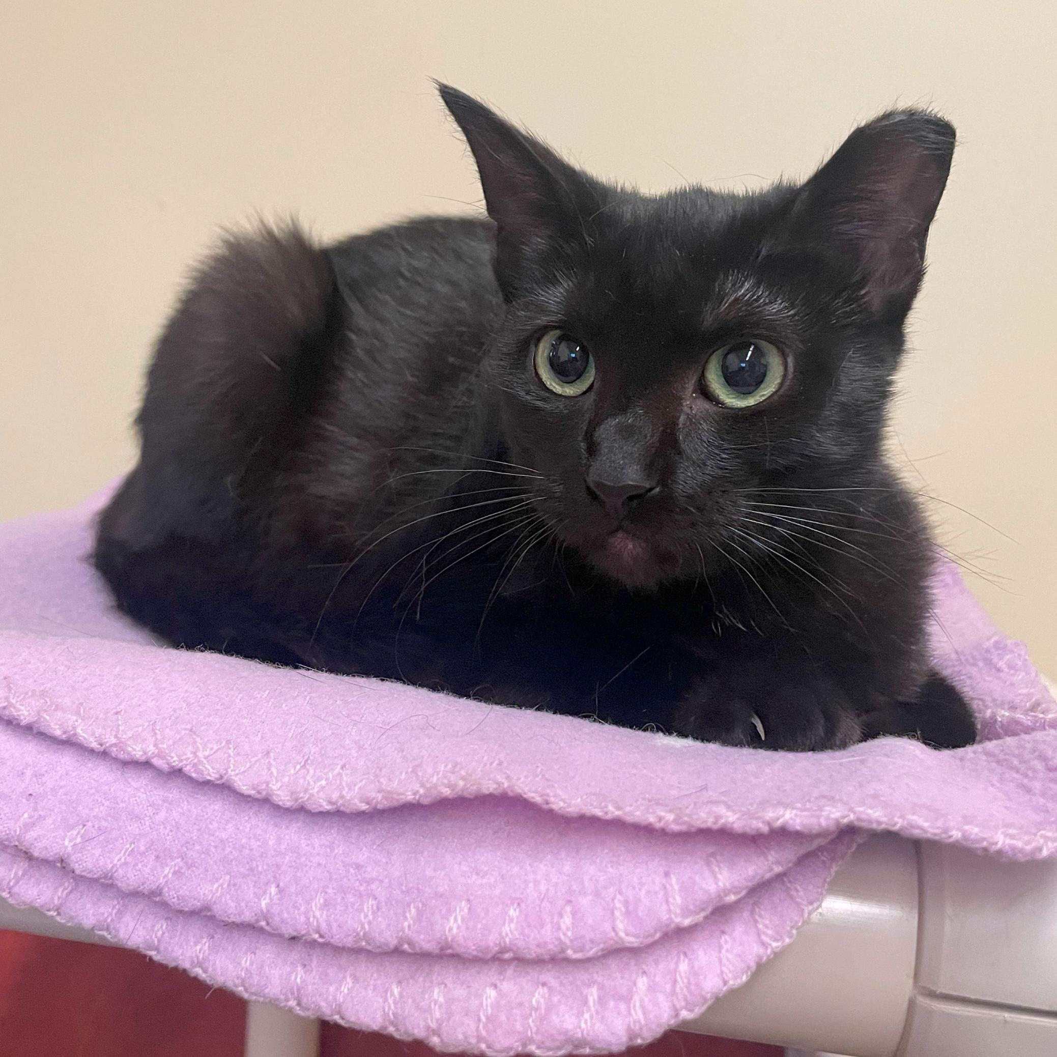 Enlarge Pippi, an adoptable Domestic Short Hair in Rochester, MN image 3/3
