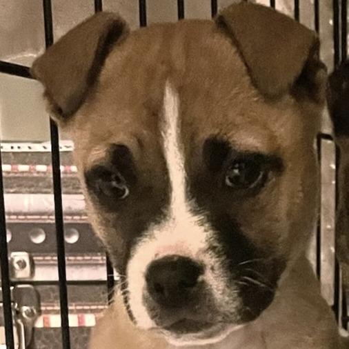 Holley (Cars Litter), a Adoptable mixed breed in Lenoir, NC image 1/3