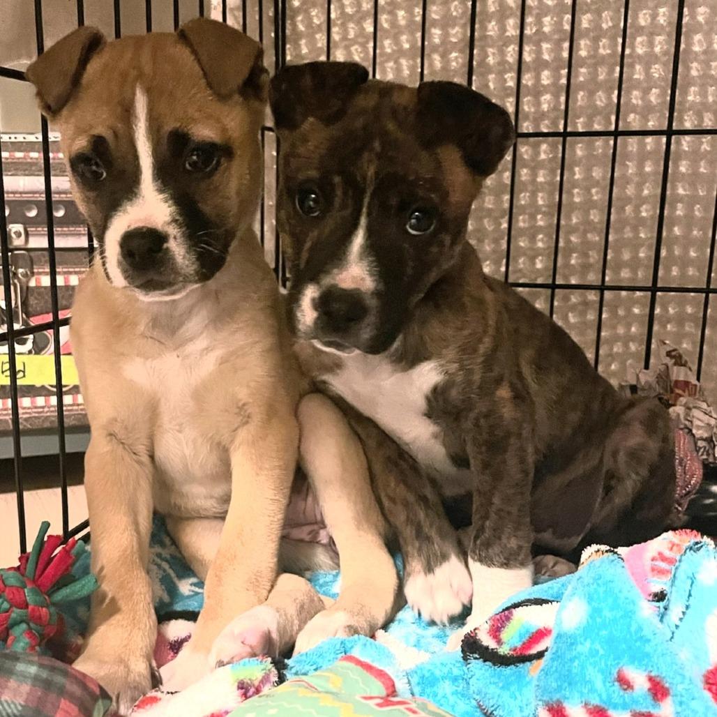 Holley (Cars Litter), a Adoptable mixed breed in Lenoir, NC image 2/3