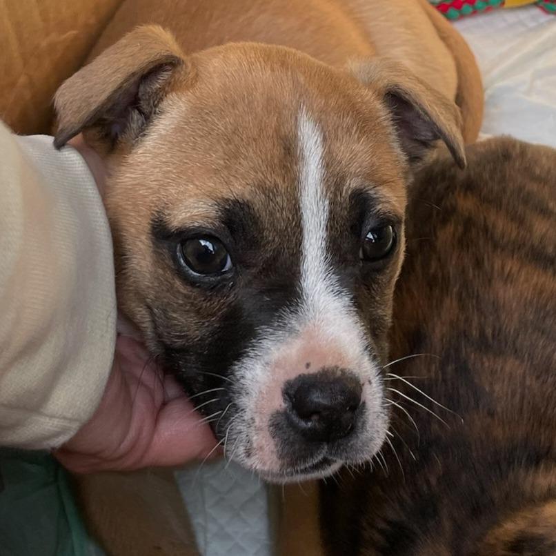 Holley (Cars Litter), a Adoptable mixed breed in Lenoir, NC image 3/3