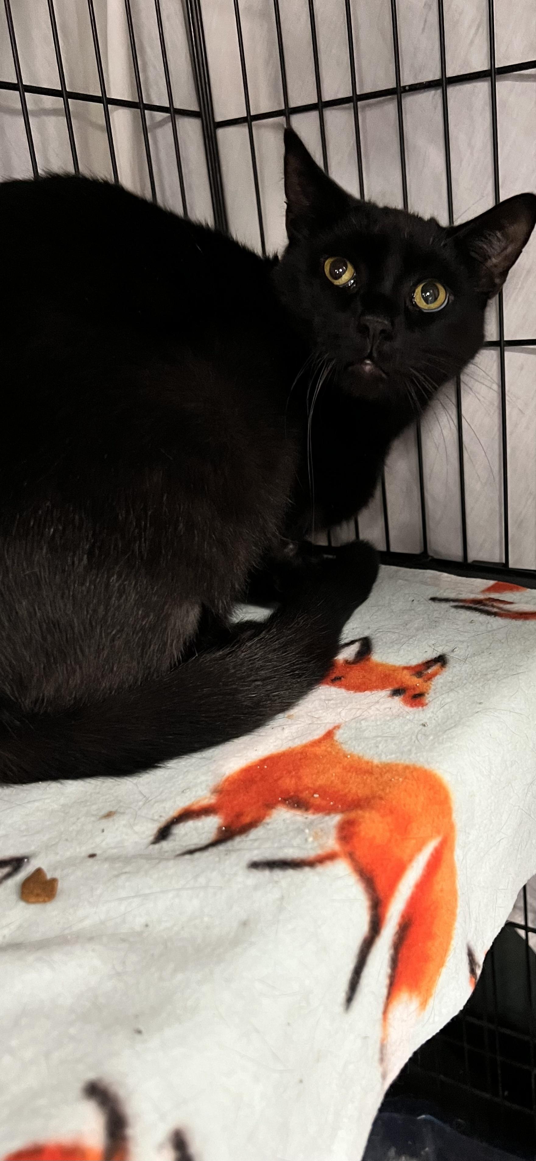 Dustin, Adoptable, Adult Male Domestic Short Hair.