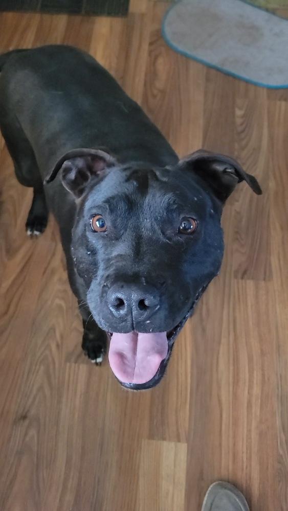 Onyx, a Adoptable mixed breed in Cortez, CO image 1/6