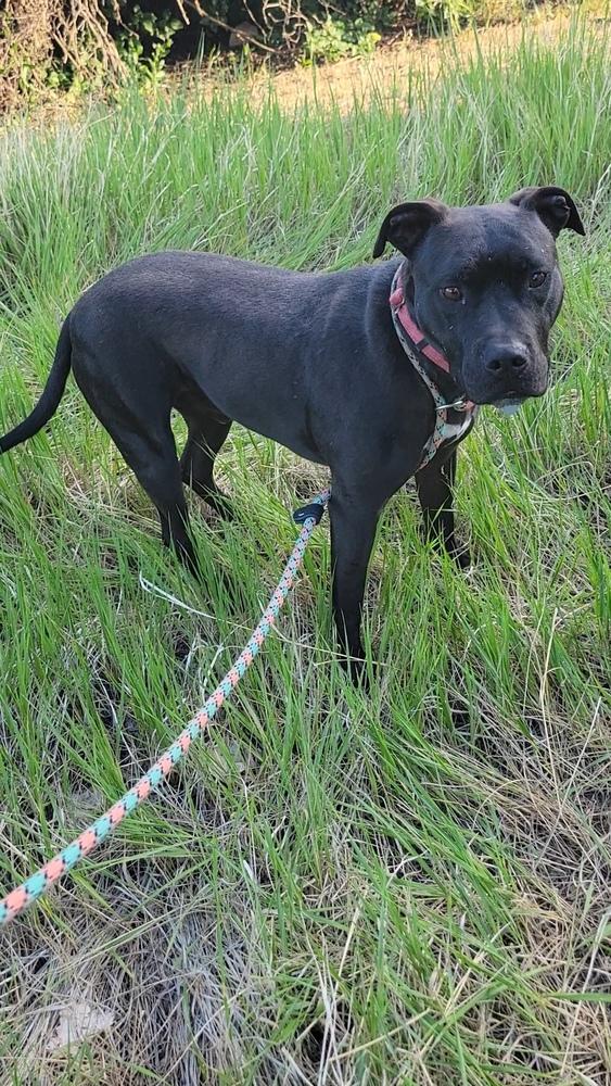 Onyx, a Adoptable mixed breed in Cortez, CO image 2/6