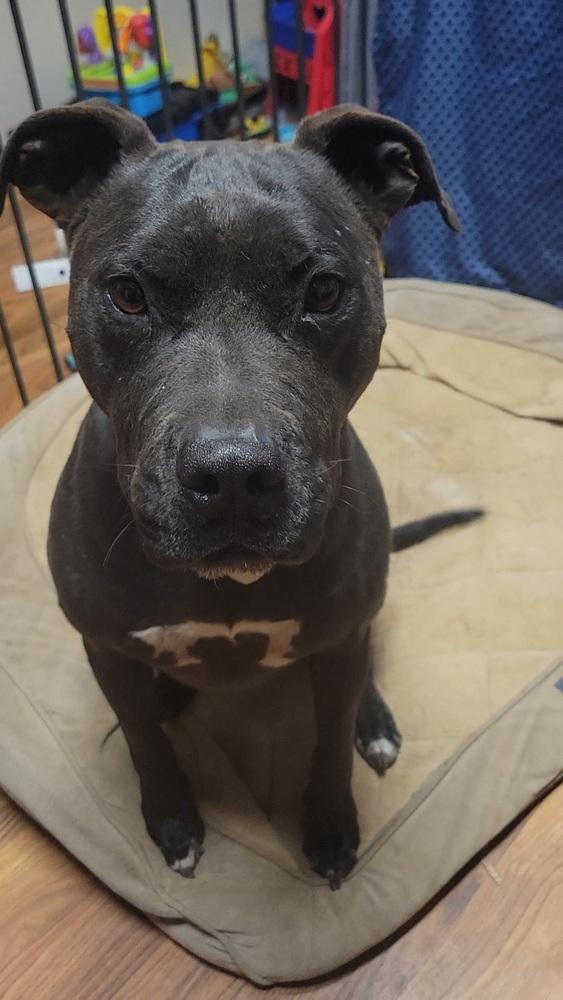 Onyx, a Adoptable mixed breed in Cortez, CO image 3/6