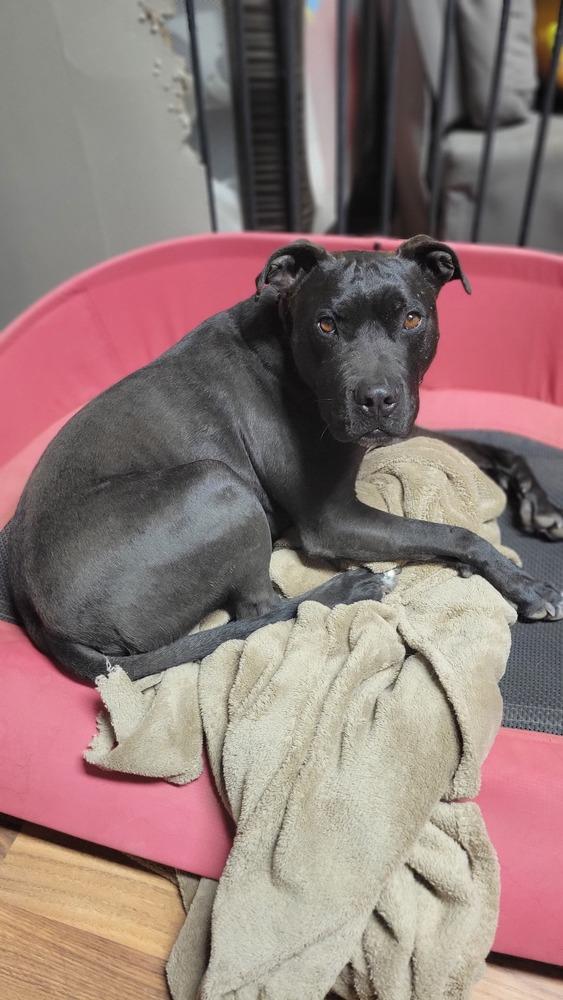 Onyx, a Adoptable mixed breed in Cortez, CO image 4/6