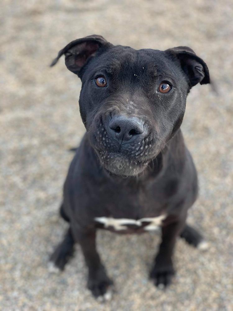 Onyx, a Adoptable mixed breed in Cortez, CO image 5/6