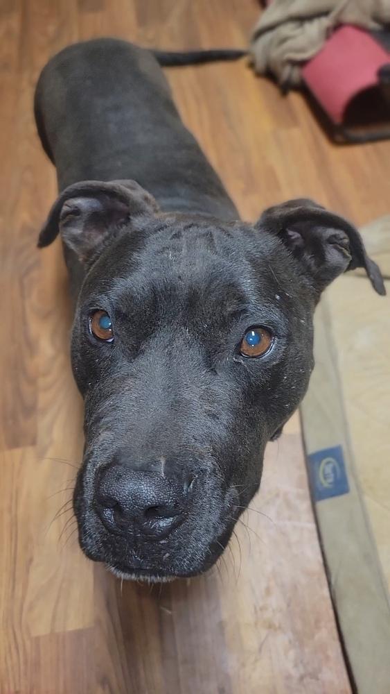 Onyx, a Adoptable mixed breed in Cortez, CO image 6/6