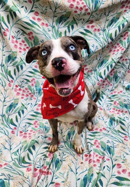 Enlarge Camille, a Adoptable mixed breed in Lafayette, IN image 1/2