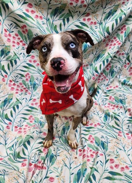 Enlarge Camille, a Adoptable mixed breed in Lafayette, IN image 2/2