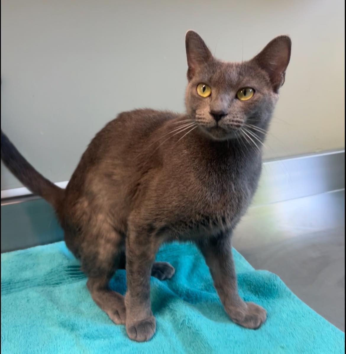 TRYXIE, an adopted Domestic Short Hair in Delson, QC_image-1