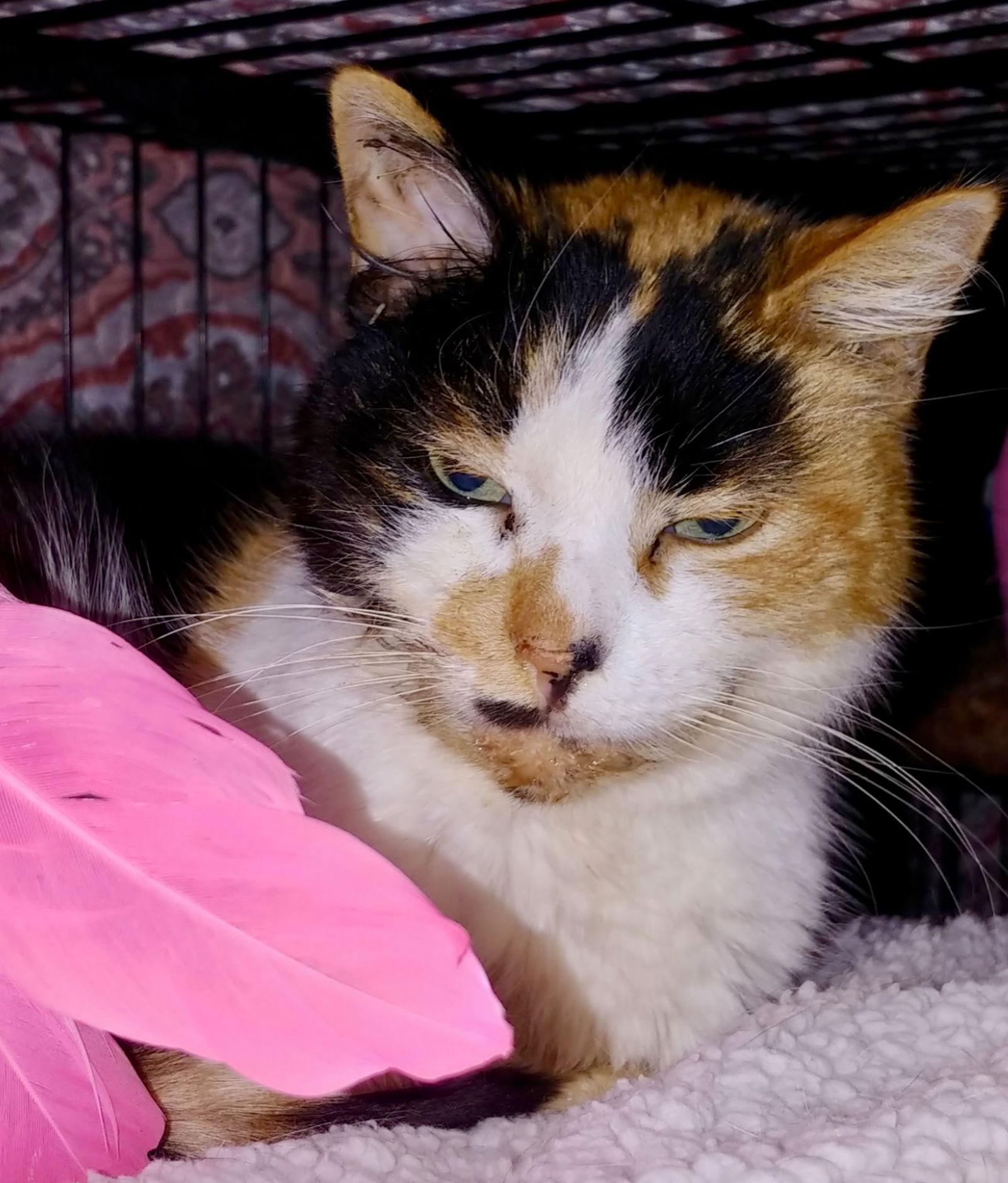 Julia, Adoptable, Adult Female Domestic Short Hair & Calico.