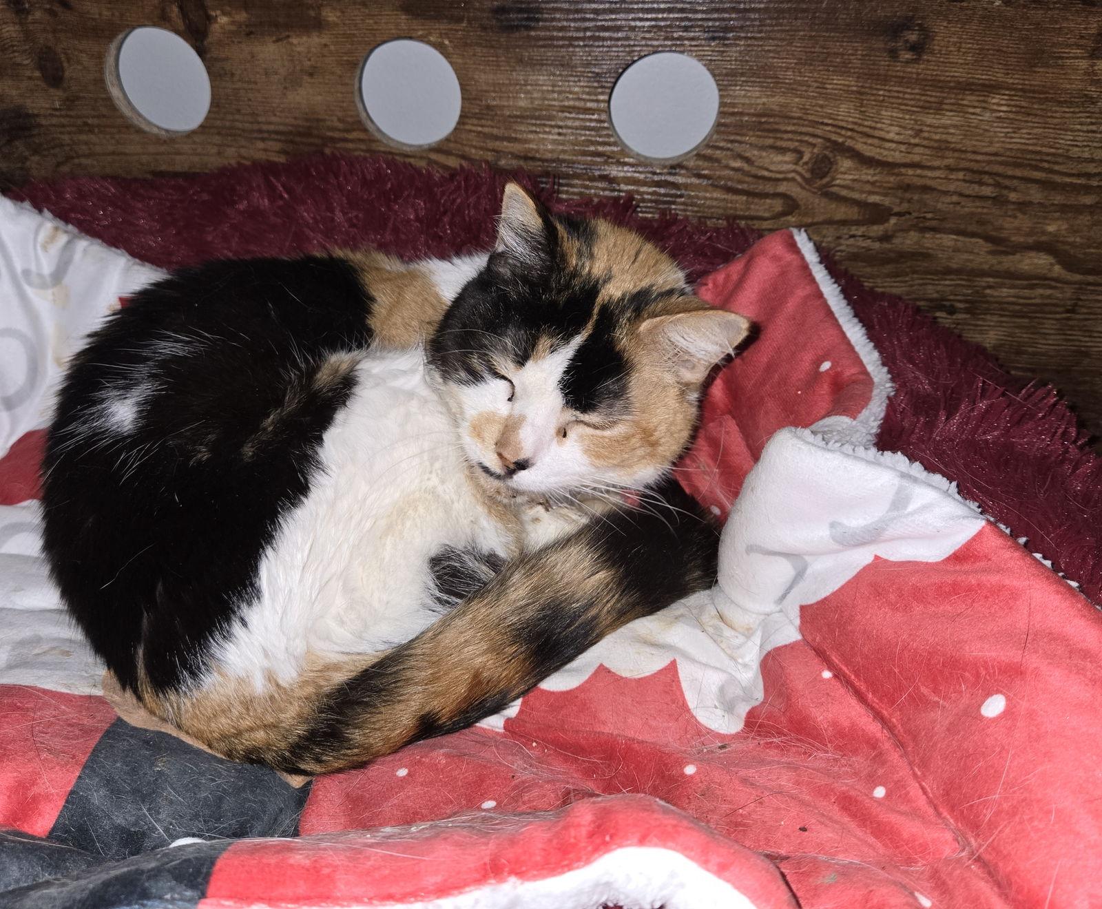 Enlarge Julia, a Adoptable mixed breed in Walled Lake, MI image 2/3