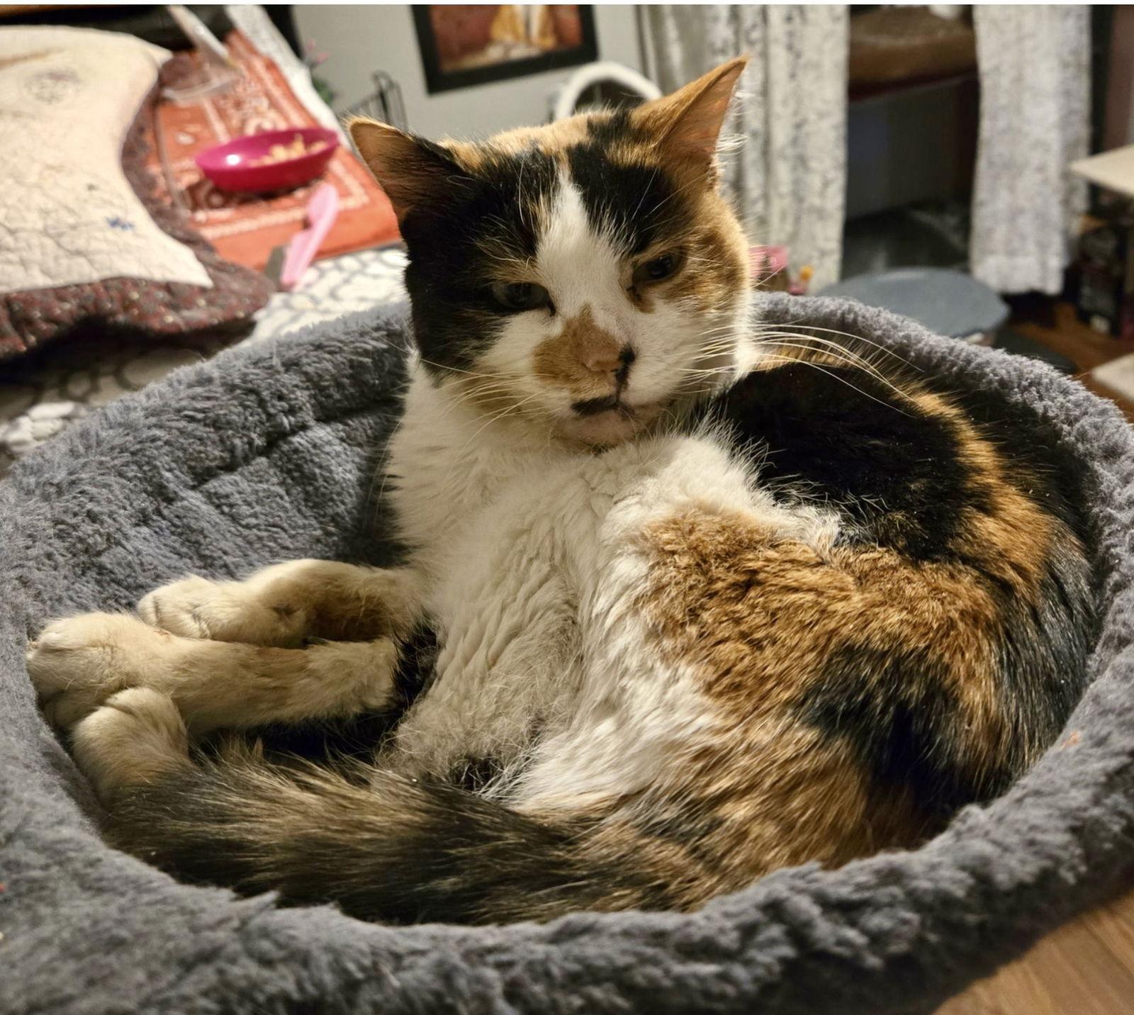 Enlarge Julia, a Adoptable mixed breed in Walled Lake, MI image 3/3