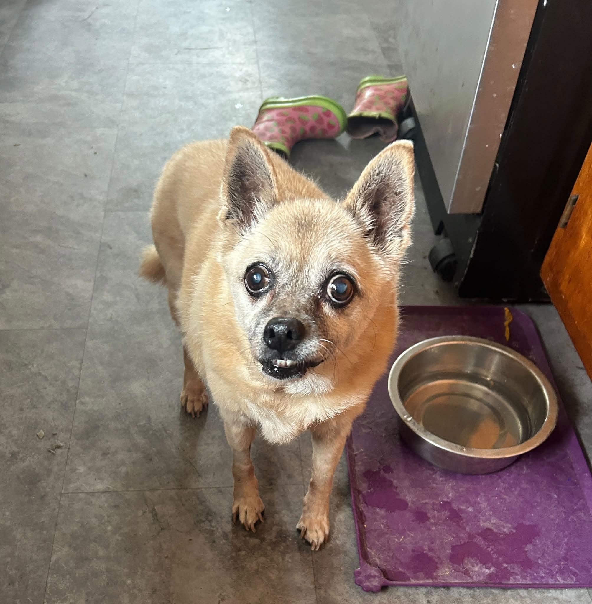 Enlarge Carmen, a Adoptable mixed breed in Rockville, MD image 6/6