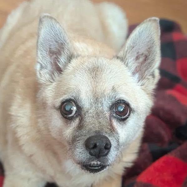 Enlarge Carmen, a Adoptable mixed breed in Rockville, MD image 5/6