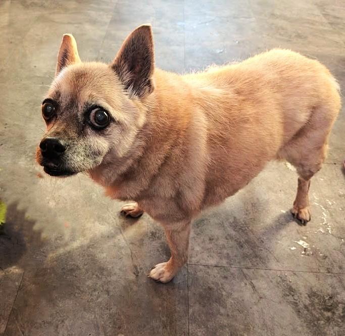 Enlarge Carmen, a Adoptable mixed breed in Rockville, MD image 2/6