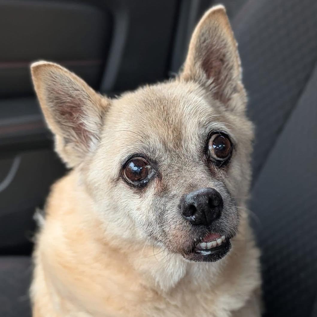 Enlarge Carmen, a Adoptable mixed breed in Rockville, MD image 1/6