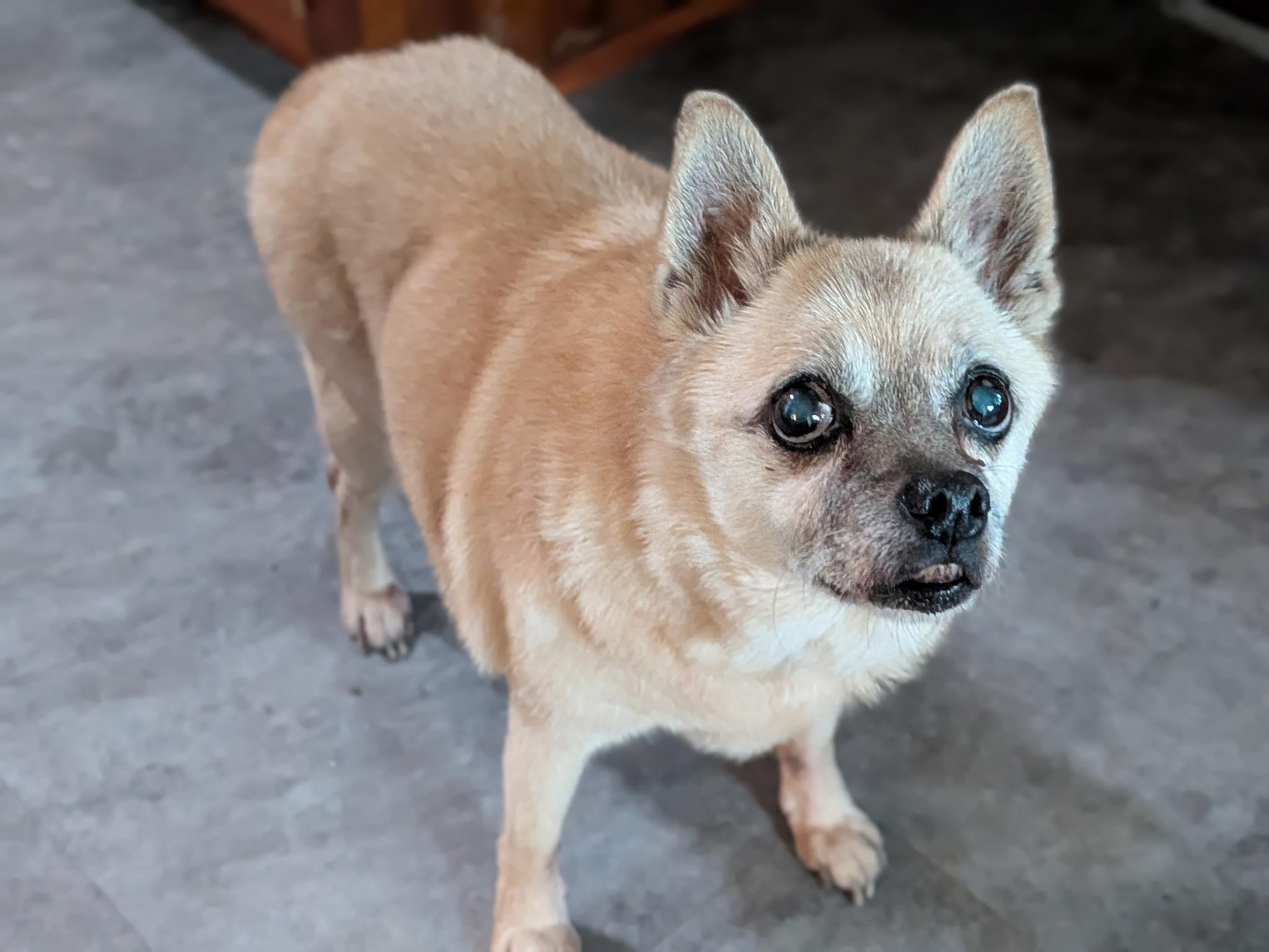 Enlarge Carmen, a Adoptable mixed breed in Rockville, MD image 4/6