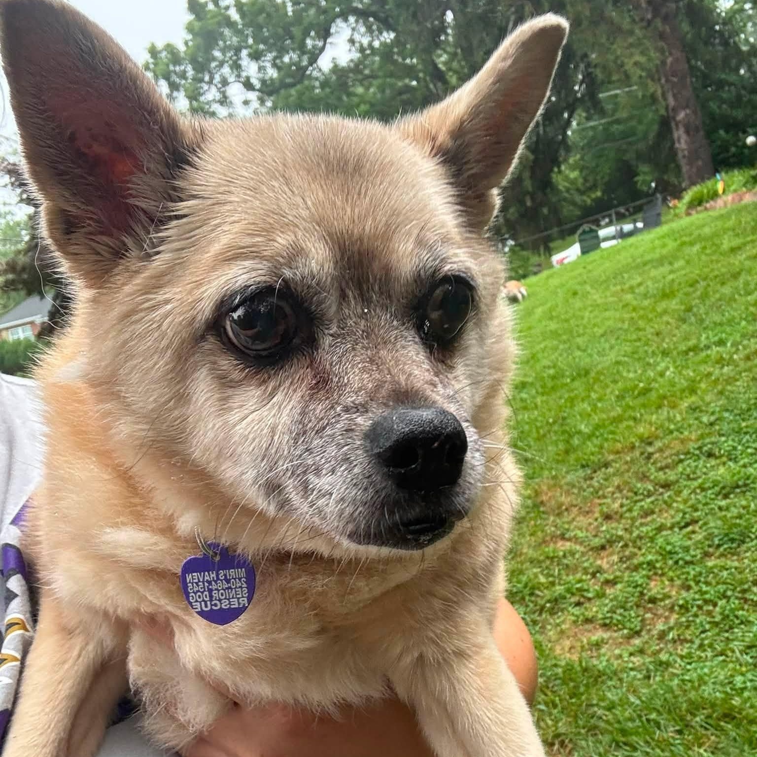 Enlarge Carmen, a Adoptable mixed breed in Rockville, MD image 3/6