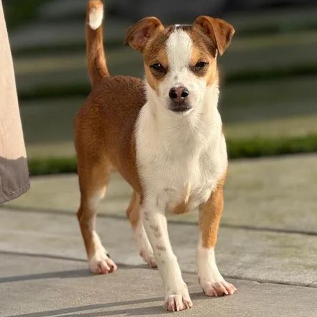 Enlarge Mr. Tiny DJ, a Adoptable mixed breed in Vancouver, BC image 1/6