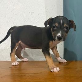 Penne — thumbnail 2