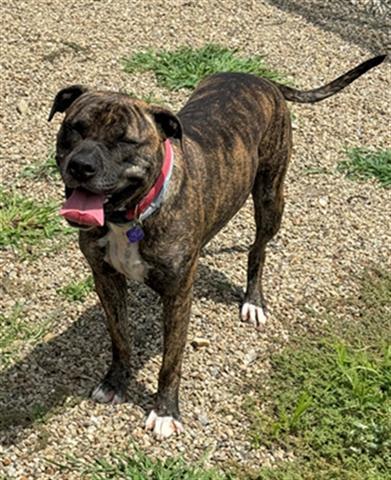 JOSIE, Adoptable, Adult Female Pit Bull Terrier.