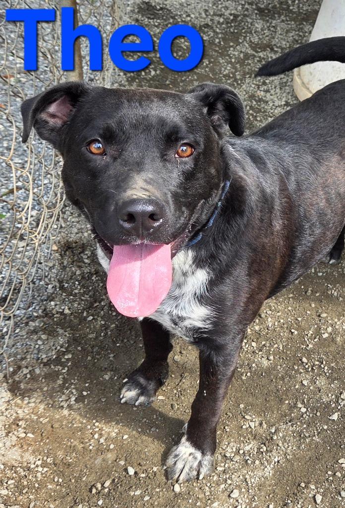 Theo, Adoptable, Young Male Australian Cattle Dog / Blue Heeler.