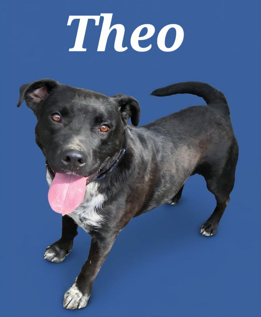 Enlarge Theo, a Adoptable mixed breed in Rutherfordton, NC image 2/2