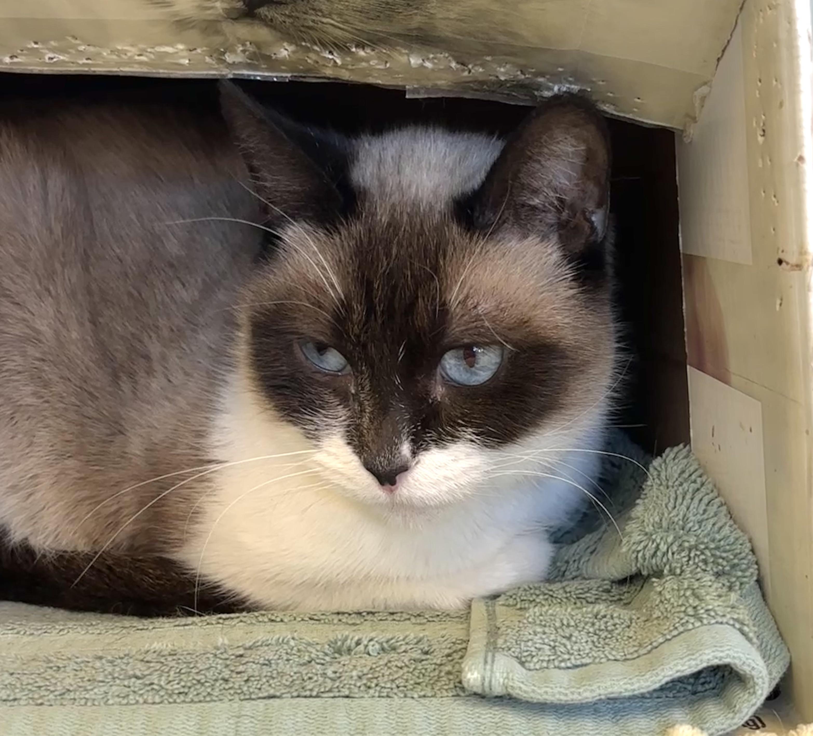 Cocoa, an adoptable Siamese in Orange, CA image 2/3