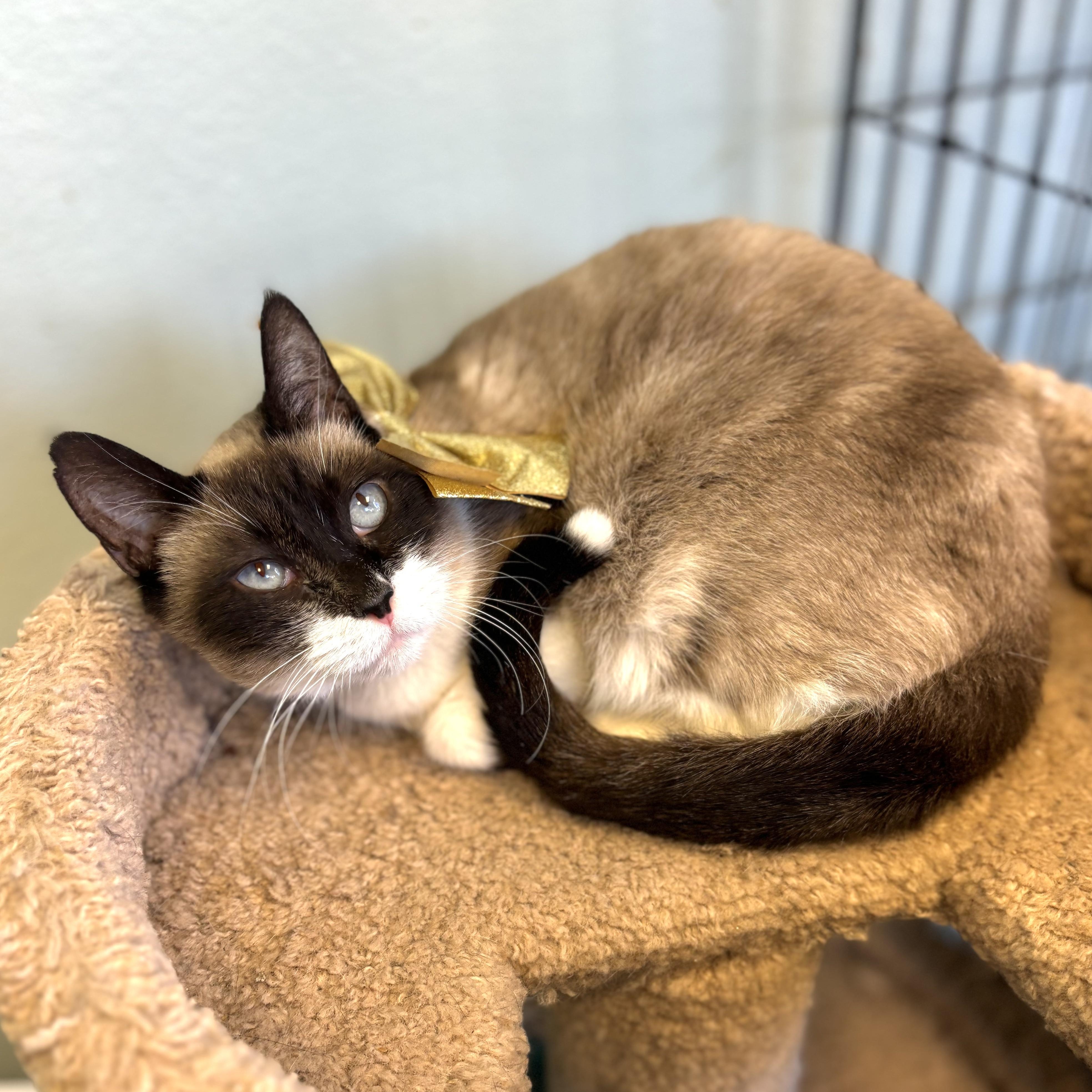 Cocoa, an adoptable Siamese in Orange, CA image 1/3