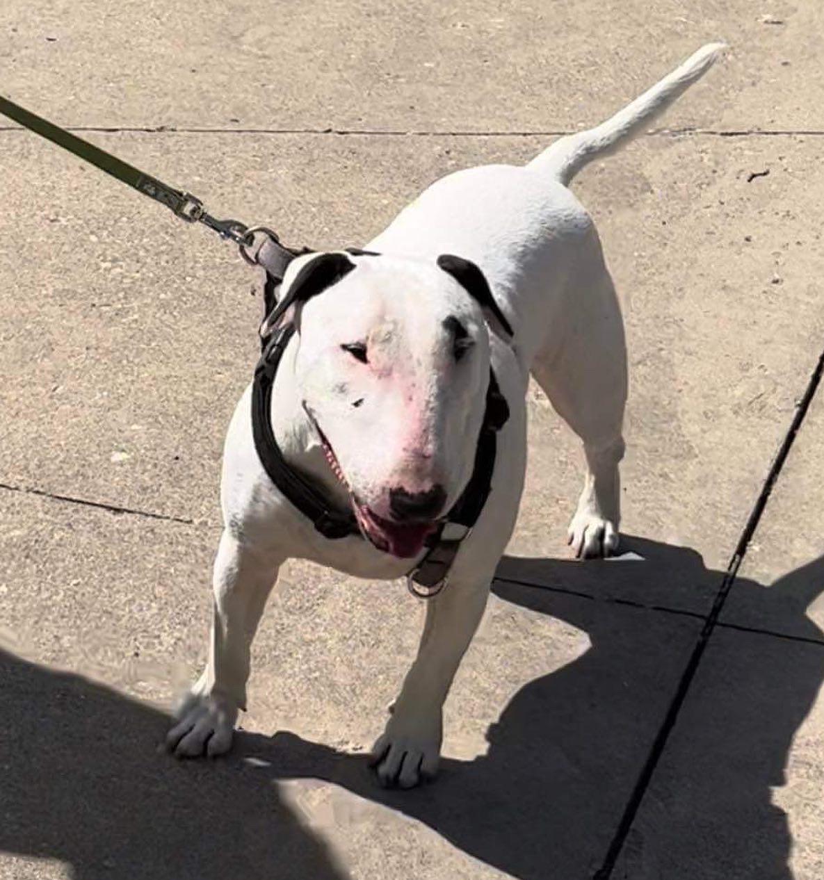 22-038 Bruce, Adopted, Adult Male Bull Terrier.