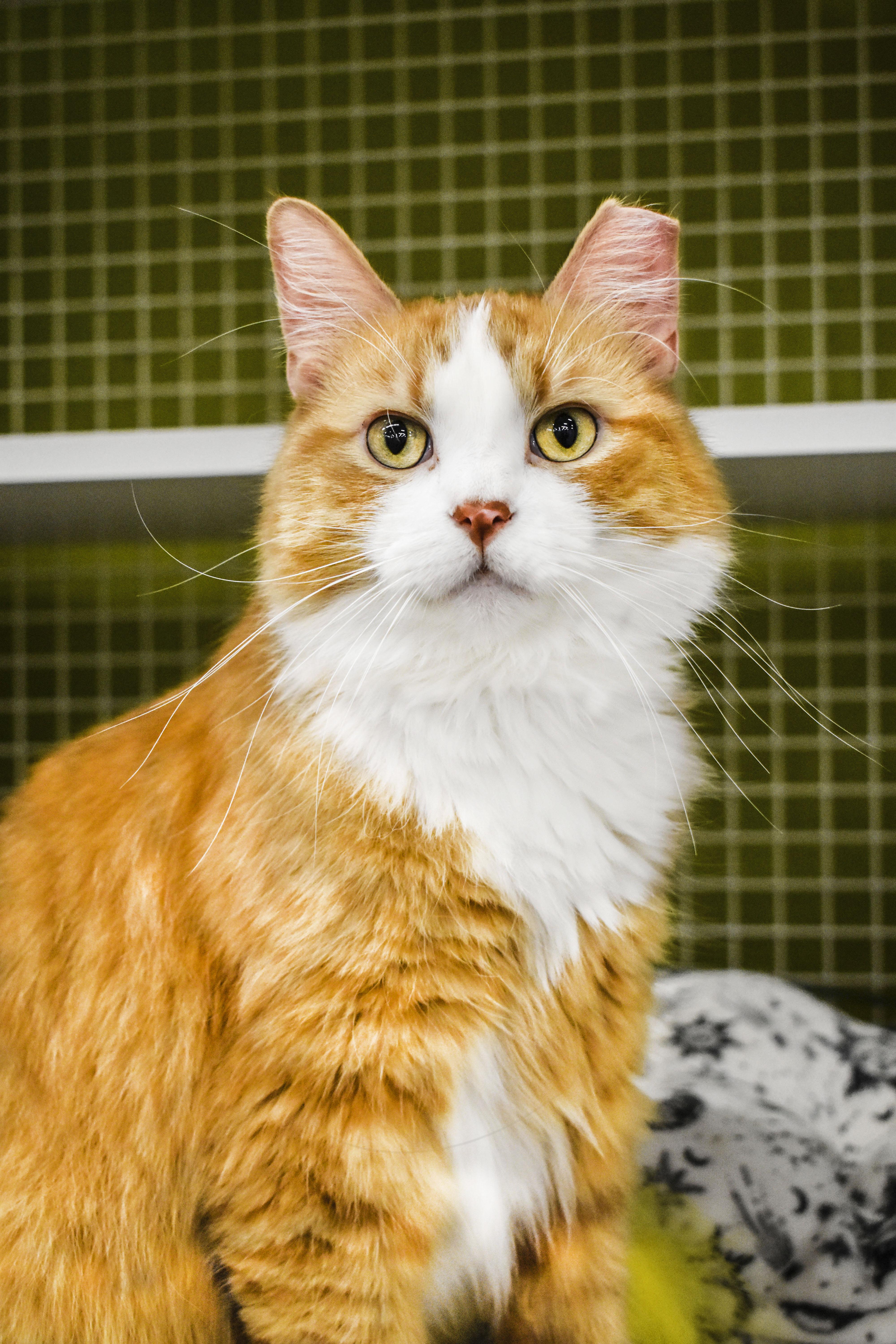 Cooper, adopted, Adult Male Domestic Long Hair.