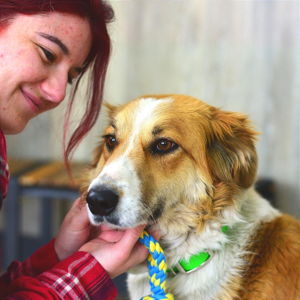 Enlarge Willow, a Adoptable mixed breed in Idaho Falls, ID image 1/6