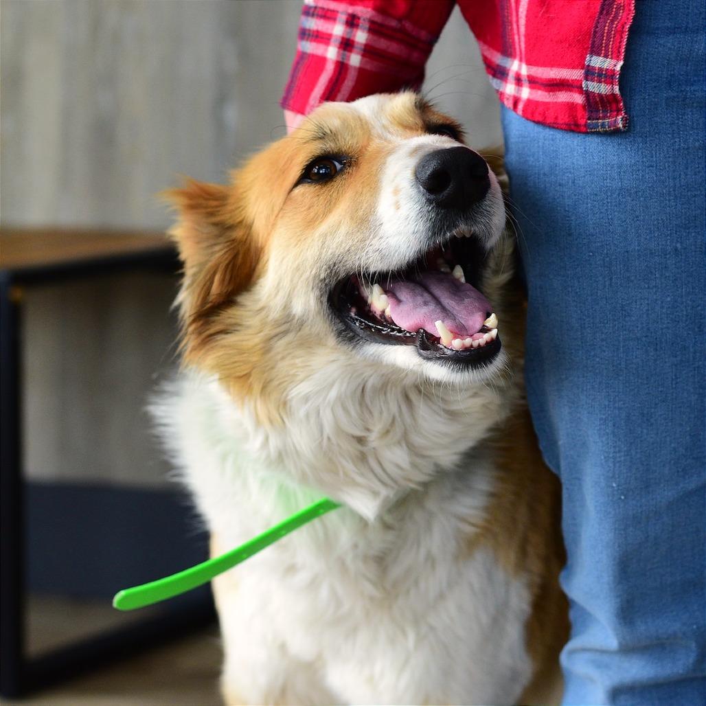 Enlarge Willow, a Adoptable mixed breed in Idaho Falls, ID image 2/6