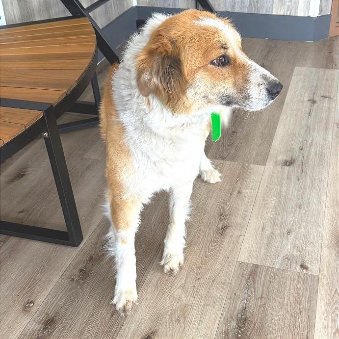 Enlarge Willow, a Adoptable mixed breed in Idaho Falls, ID image 3/6
