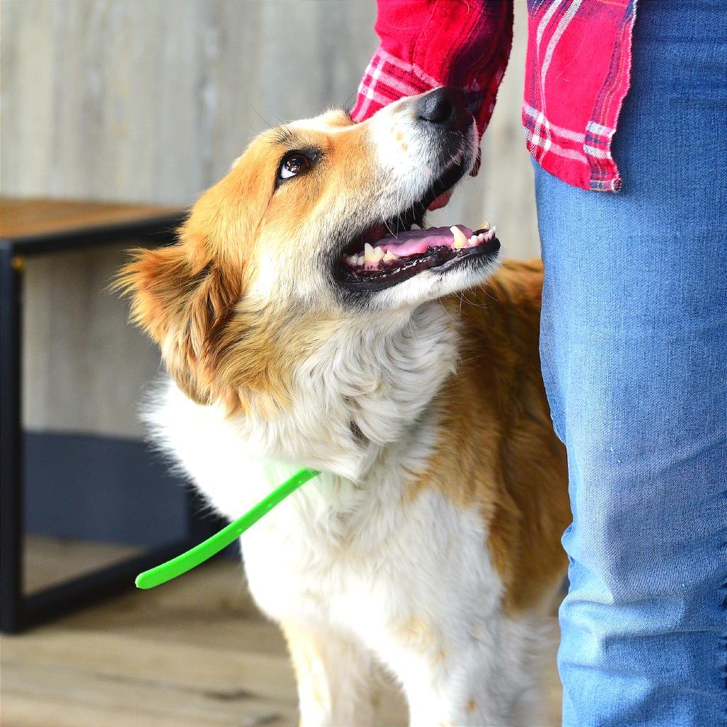 Enlarge Willow, a Adoptable mixed breed in Idaho Falls, ID image 4/6