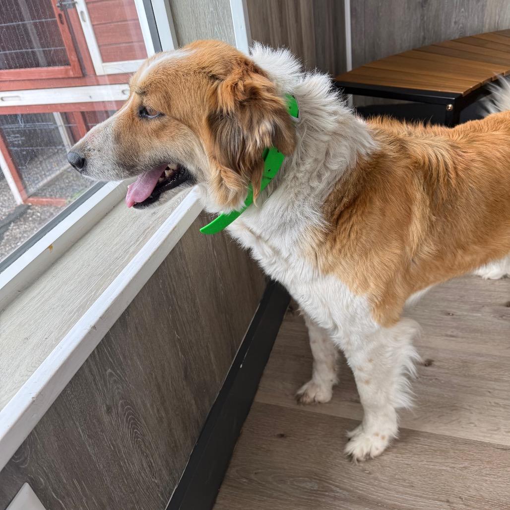 Enlarge Willow, a Adoptable mixed breed in Idaho Falls, ID image 5/6