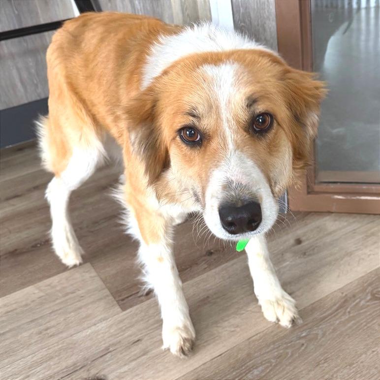 Enlarge Willow, a Adoptable mixed breed in Idaho Falls, ID image 6/6