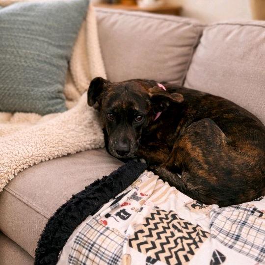 Enlarge Nola, a Adoptable mixed breed in Baton Rouge, LA image 1/5