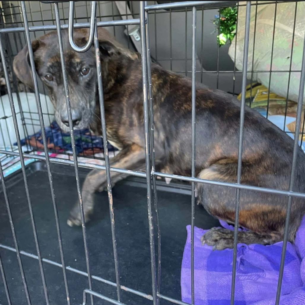 Enlarge Nola, a Adoptable mixed breed in Baton Rouge, LA image 1/1