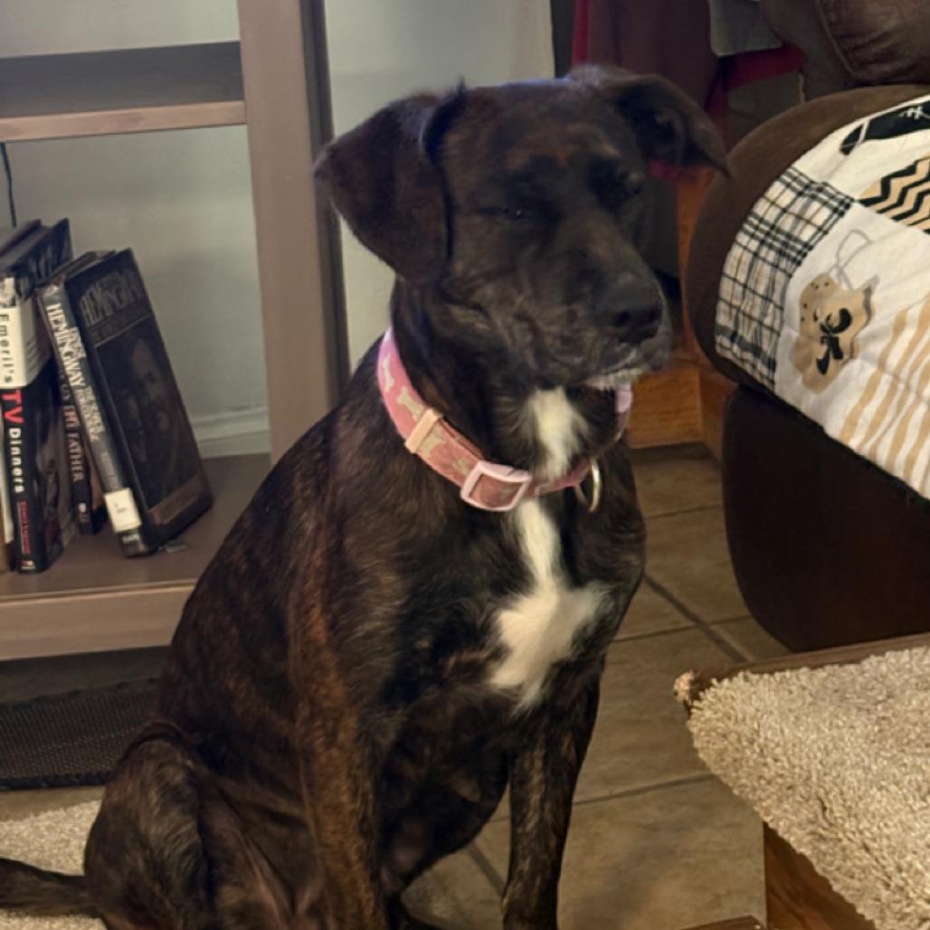 Enlarge Nola, a Adoptable mixed breed in Baton Rouge, LA image 3/5